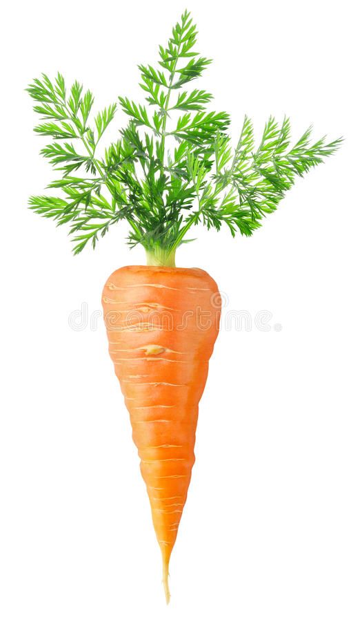 carrot